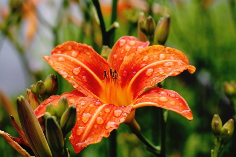 Training for Life - Module  2. Sacral Chakra: Feelings, Flow and Connection