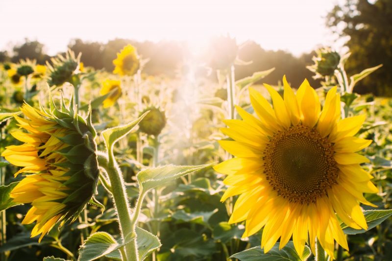 Training for Life - Module 3. Solar Plexus: The Power of Being